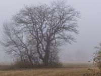 Kleine Baumgruppe am nebligen Feld